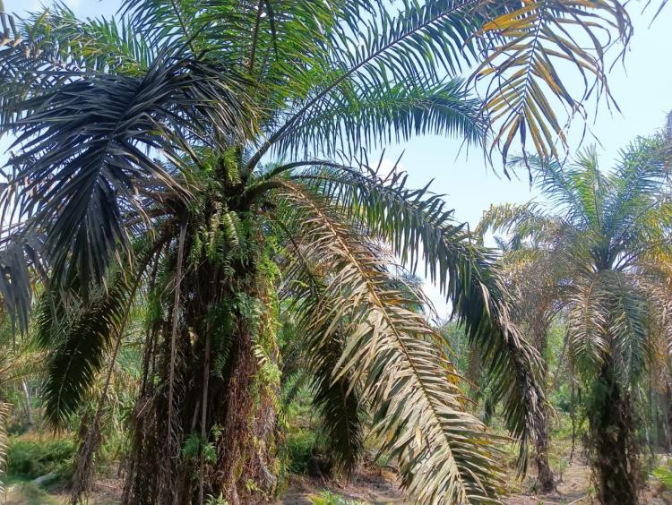 Anggota Koperasi Meskom Sejati Terima Hasil Kebun Sawit Maksimal Rp 200 Ribu/Bulan