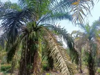 Anggota Koperasi Meskom Sejati Terima Hasil Kebun Sawit Maksimal Rp 200 Ribu/Bulan