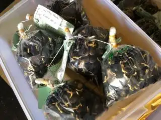 2024, Kecambah Produksi PPKS Terjual 2.517.862 Butir di Kaltim