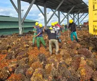 Awal Tahun, Harga TBS Sawit Sumut Turun Tipis