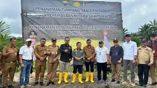 PTPN IV Regional 4 Tanam Padi  Gogo Tumpang Sari Kelapa Sawit di Lahan PSR