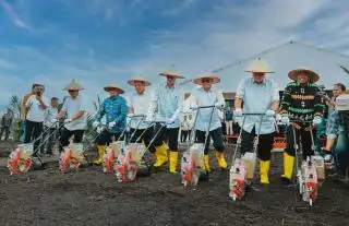 Holding PTPN III Targetkan 47.050 Hektar Kebun Sawit Ditanami Padi Gogo