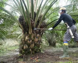 272 Perusahaan di Riau Belum Ikut Sertifikasi ISPO
