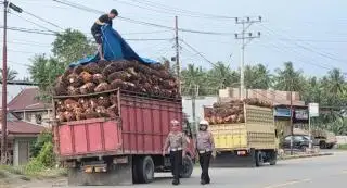 Produksi Bagus, Petani Sawit Sultra Pasrah Karena Harga Tak Memuaskan