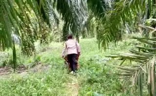 Gawat, Harga TBS Sawit Di Sumut Makin Anjlok