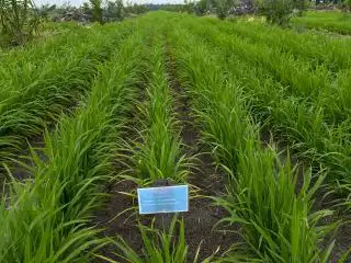 Progres Program Tanam Padi PTPN Tumbuh Subur dan Potensi Tambah Pendapatan Petani Sawi