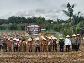 Lebih 9.121 Hektar Lahan Ditargetkan untuk Tumpang Sari Jagung di Kalbar