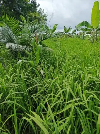 229 Hektar Lahan Kering Siap Ditanami Padi Gogo di Kabupaten Banjar