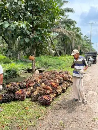 Kebun Sawit di Jambi dalam Siklus Trek, Petani Diminta Perhatikan 3 Hal ini