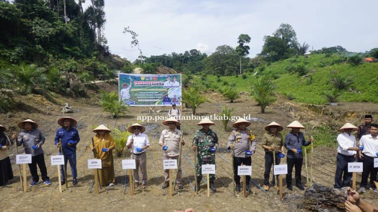 Dukung Tumpang Sari Padi Gogo di Lahan Sawit, Masyarakat Lubuk Manggis Siapkan 1.000 Ha