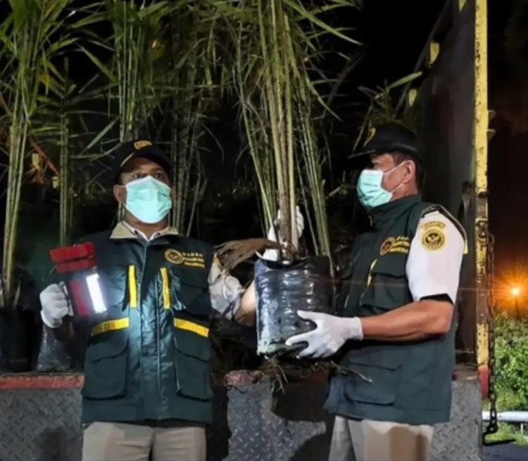 Karantina Sumut Periksa 1.100 Bibit Sawit Tujuan Pulau Nias