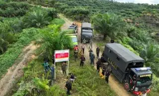 Ribuan Sawit Dicabut, Operasi Gabungan Digelar di TNGL Blok Tenggulun