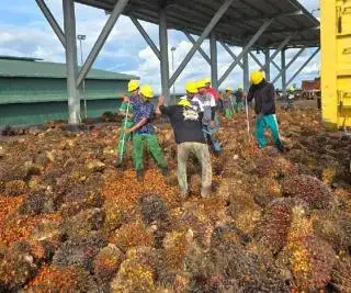 Harga TBS Sawit di Jambi Naik Jadi Rp 3.598,87/Kg