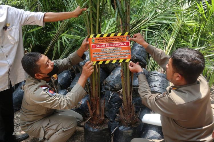 Ribuan Bibit Siap Tanam Disegel, Sawit Diharamkan di Kuningan