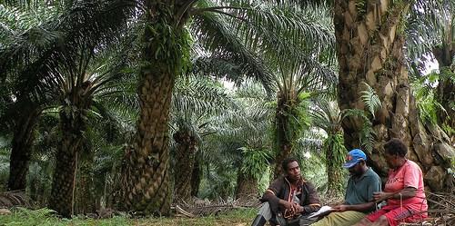 Tidak Aktif, Gapki Papua Minta Pemerintah Cabut Izin Perusahaan Sawit