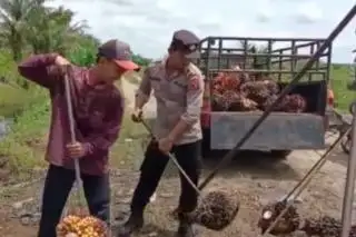 Harga TBS Sawit Swadaya di Sumut Mengalami Penurunan