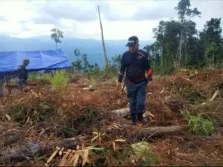 Tuntaskan Sawit di Kawasan Hutan, IAW: Hentikan Saling Menyalahkan