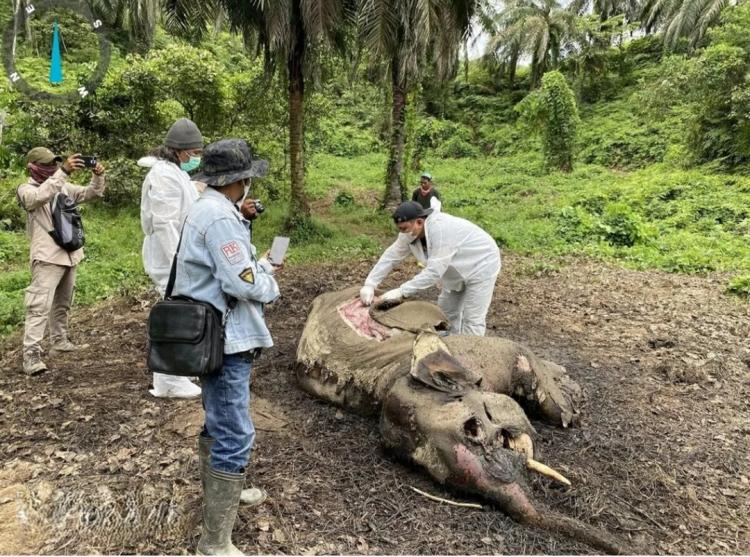 Bangkai Gajah Liar Ditemukan di Kebun Sawit di Langkat