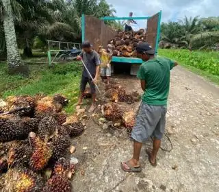 Periode I April 2025, Harga TBS Sawit di Kalbar Ditetapkan Rp 3.471,20/Kg