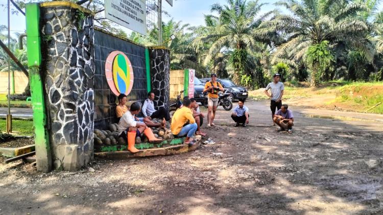 Petani Plasma Mengeluh Belum Bisa Jual Panen Sawit ke PKS Kertajaya