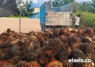 Harga Minyak Sawit Mentah Malaysia Lesu di Awal Pekan