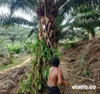 Petani Sawit di Sumbar Keluhkan Potongan Harga TBS, Rata-rata di Atas 6 Persen Dipangkas PKS
