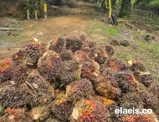 Periode Kedua April 2025, Harga Sawit di Kalbar Turun
