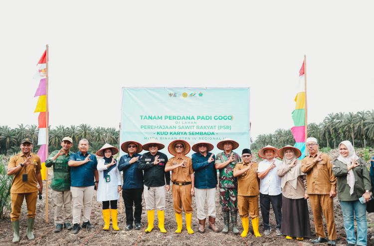 Tanam Padi di Areal PSR, PTPN IV PalmCo Perkuat Ketahanan Pangan di Kampar