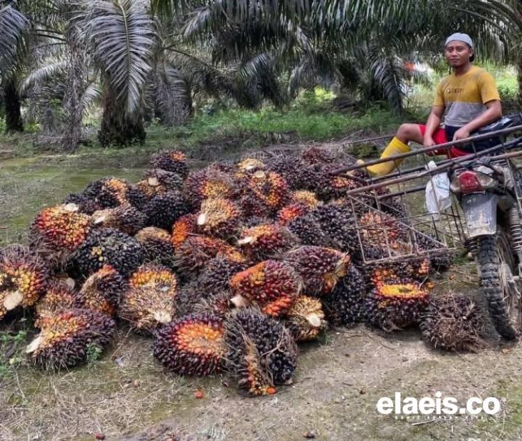 Alamak! Harga Sawit di Sumut Kembali Merosot