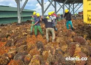 Harga Sawit di Jambi Melemah, Sepekan Mendatang Dibeli Rp3.541,88/kg
