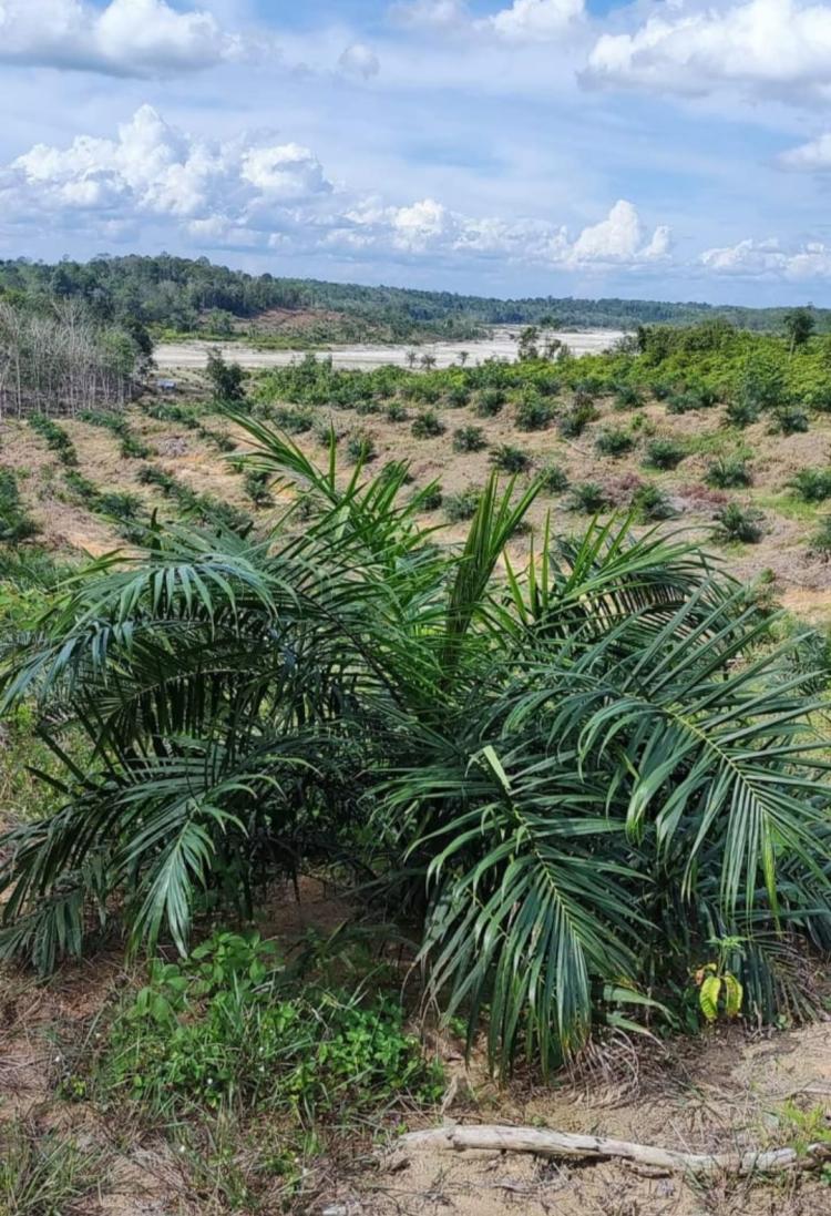 Menteri Agraria Didesak Segera Tertibkan Lahan Sawit tanpa HGU
