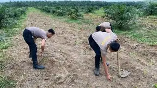 Personel Brimob Disebar Rawat Jagung Pola Tumpang Sari di Sumut