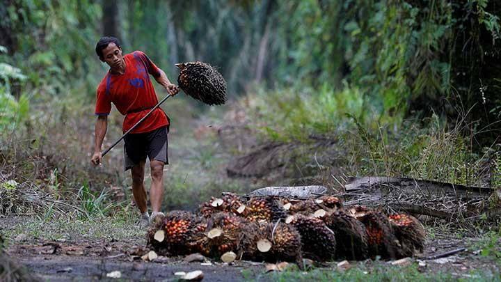 Daya Beli Petani di Riau Merosot Tajam, NTP April Turun 5,44 Persen