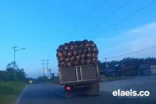 Anjlok, Harga Kelapa Sawit di Sumut Rp3.311,44/kg
