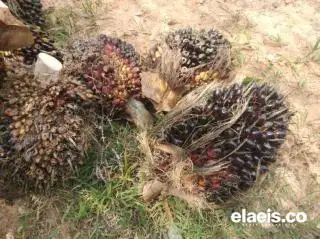 Harga Kelapa Sawit di Sumbar Pekan Ini Turun Jadi Rp3.577,39/kg