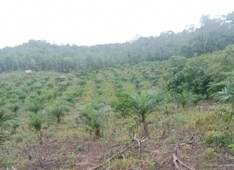 Kasus Perambahan Hutan, Kuasa Hukum Keberatan Pekerja Sawit Dijadikan Tersangka
