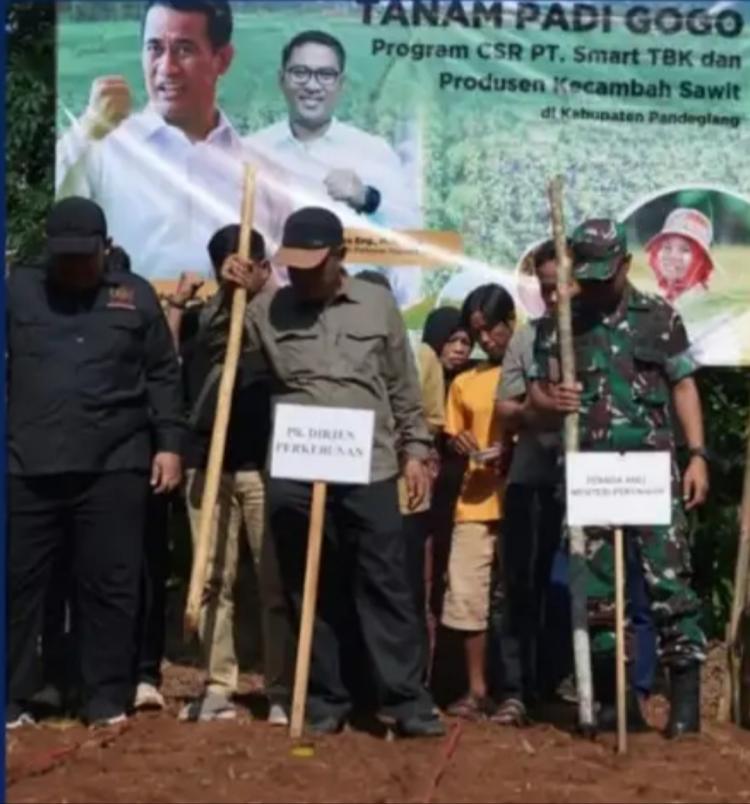 Jaga Keberlanjutan Produksi, Perusahaan dan Produsen Benih Sawit Kembali Tanam Padi Gogo
