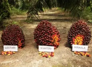Selamat Tinggal Ganoderma! Astra Agro Luncurkan Bibit Super Tahan Penyakit Busuk Batang