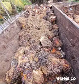 Periode Pertama Juni, Kelapa Sawit Sumsel Dibeli Rp3.236.30/kg