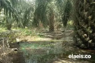 Cara Cerdik PT TKWL Buang Limbah Pengolahan Sawit Terungkap, Tiap Jam 6.30 Sore Alirkan ke Anak Sungai di Bungaraya Siak