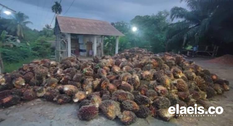 Harga Kelapa Sawit Sumut Melemah Lagi Minggu Ini