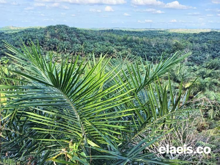 24.124,83 Hektar Lebih Kebun Sawit Plasma Masuk Dalam Kawasan Hutan