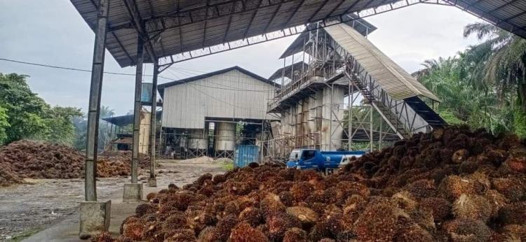 Tarif 32 Persen AS Ancam Ekspor CPO, Pabrik Sawit Harus Lakukan ini Jaga Kelangsungan Usaha