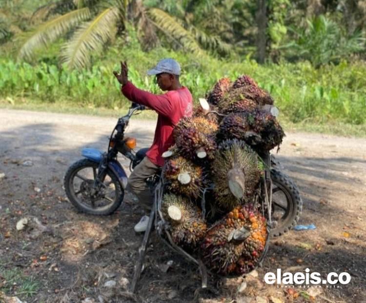 Naik Lagi, Harga Sawit Plasma Riau Rp3.487,22/Kg