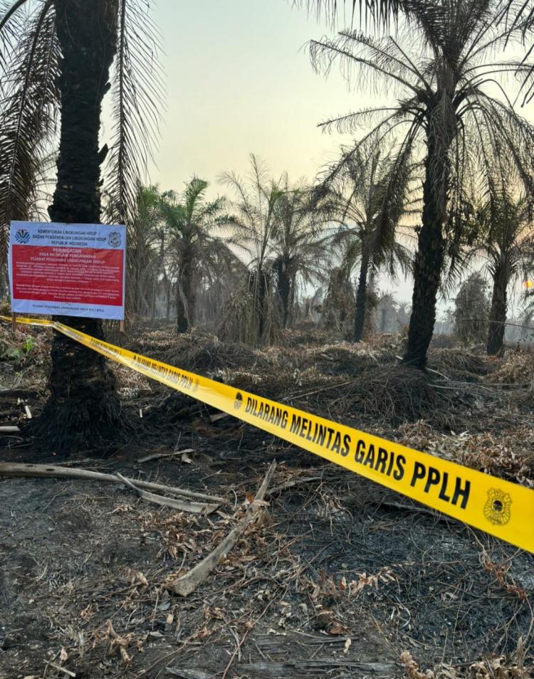 KLH Segel 4 Perusahaan dan Tutup Satu Pabrik Sawit Terkait Karhutla dan Pencemaran di Riau