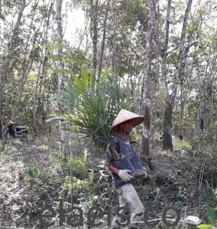Akademisi UGM Kritik Rencana Konversi Kebun Karet Jadi Sawit, Tawarkan Solusi Begini