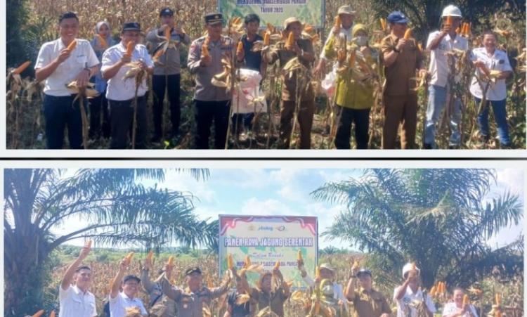 Panen Jagung Pola Tumpang Sari Digelar di Lahan PT Minanga Ogan