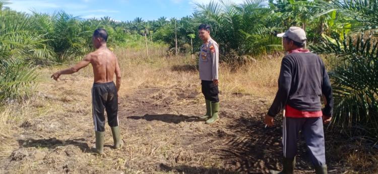 Perkembangan Tanaman Jagung Pola Tumpang Sari di Kebun Sawit Warga Teluk Sepang Terus Dipantau
