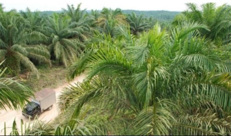 Peremajaan dan Hilirisasi Sawit Jadi Pendorong Pertumbuhan Ekonomi Kalteng