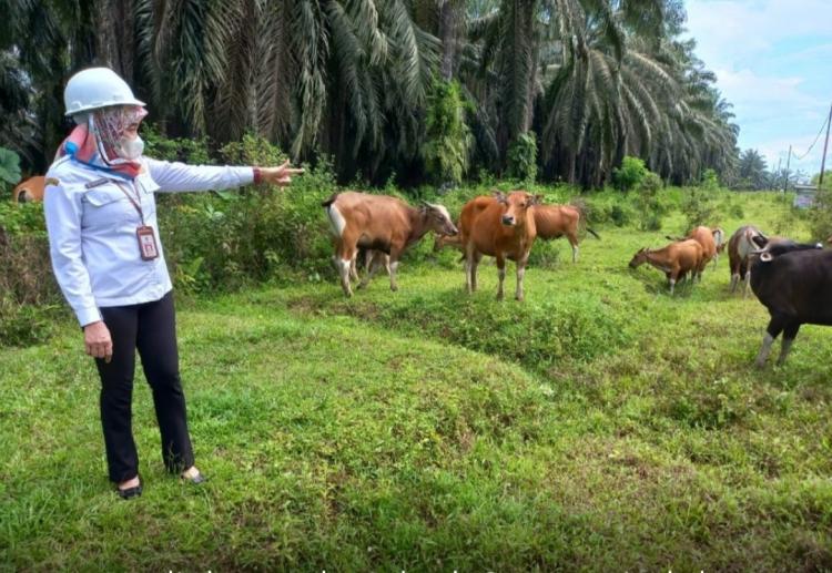 Pengembangan Sawit Berkelanjutan dan Peternakan Sapi Terintegrasi Terus Didorong di Kalsel